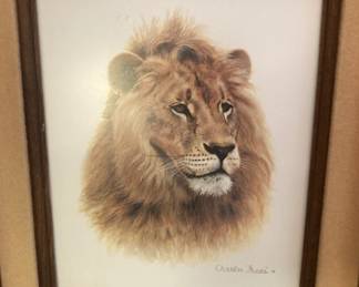 African Lion