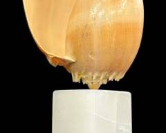 Large Crowned Pacific Melon Seashell Mounted on Alabaster BAse
