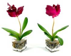 Pair REd orchid in Modern Glass Cubes vases

