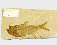 Fantastic Arizona Fossil of Diplomystus 55 Million Years Old

