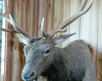 Mounted Elk 10 point