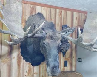 Mounted Moose 61" Spread