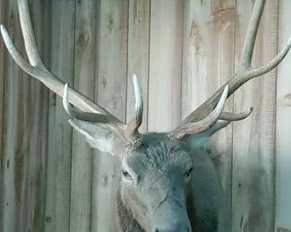 Mounted Elk 10 point
