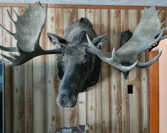 Mounted Moose 61" Spread