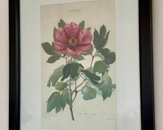 Framed Botanical Print