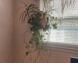 . . . live plant