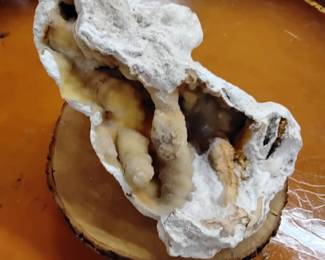 Tampa Bay Agatized Coral