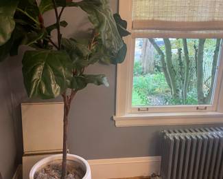 $140 Faux fig plant. The pot measures 16 inches in diameter by 22 inches high. The top of the plant is approximately 80 inches high available for online purchase.