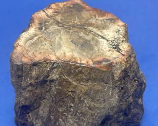 Lot # : 397v - Petrified wood specimen
