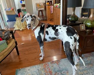 Willow, Kenzies great dane