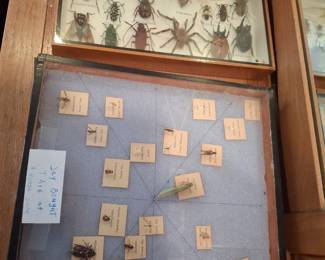 LARGE BUGS SOLD