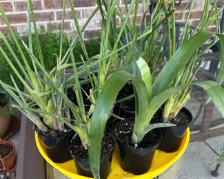 Plants