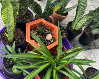 more plants