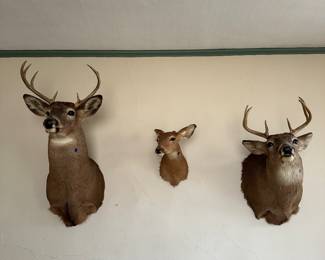 deer head mounts