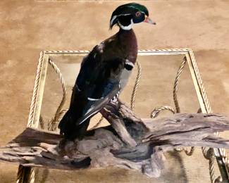 Beautiful Mount of a Wood Duck