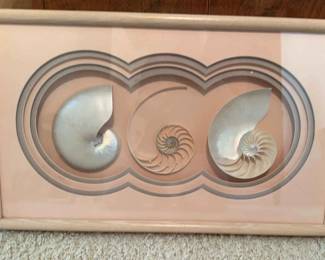 Framed Crossection Of A Nautilus Shell