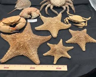 GRAPSIDAE Crab Star Fish Lot