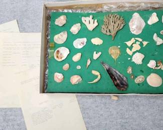 MB122 Sea Shells and Beach Finds