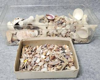 MB121 Seashells and Other Beach Finds