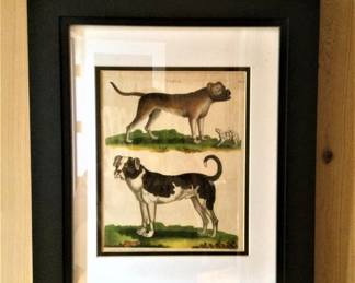 19th Century Antique Hand Colored Dog Engravings of Mastiff and English Bulldog