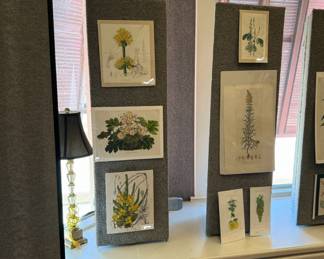19th century hand colored botanical prints