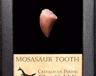 Ancient Tooth