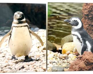 2 Photographs Of Penguins In Heavy Glass Frames
Lot #: 113