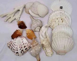 HUGE ASSORTMENT.OF SEASHELLS