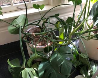 Large plants $50 -75 each