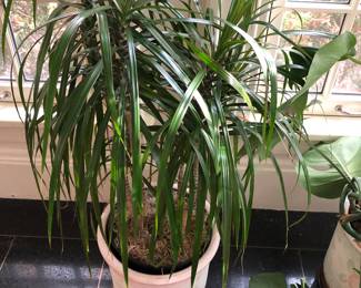 Large plants $50-75 each
