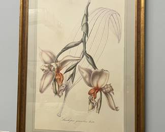 Large botanical print