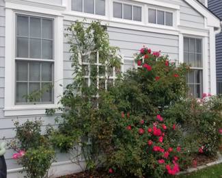 Rose bushes; trellis. James Hardie fiber cement siding