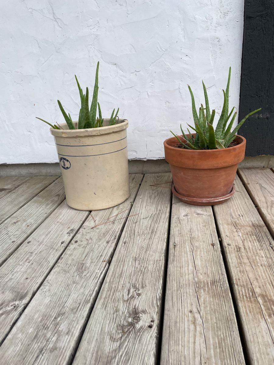 Beautiful Aloe Vera plants in Crock & Terracotta Pots