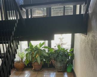 Three large potted plants • Sago Palm • Silver Queen • Peace Lily