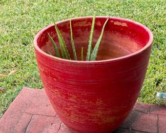 Large Red Pot with an Aloe Vera plant