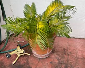 Sago Palm in Terracotta Planter