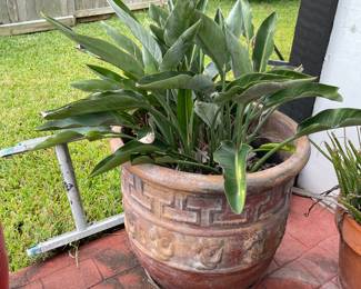 Large Pot with Canna indica, commonly known as Indian shot plant