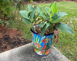 Gorgeous Large Talavera Pot with Canna indica, commonly known as Indian shot plant