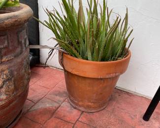 Aloe Vera in Terracotta Planter