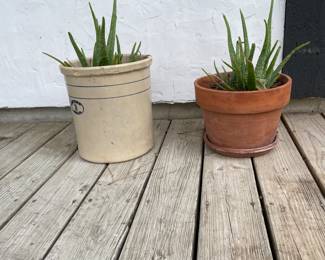Beautiful Aloe Vera plants in Crock & Terracotta Pots