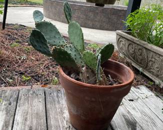 Prickly Pear Cactus in terracotta pot