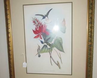 J. Gould lithograph