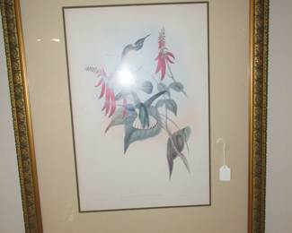 J. Gould lithograph