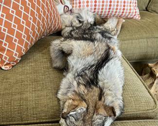 Coyote pelt