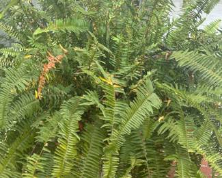 Large Fern in Nice pot!