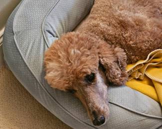 ADORABLE ♥️ BUT NOT FOR SALE!