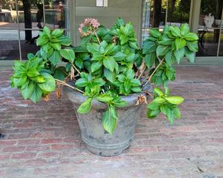 Hydrangea in cast concrete pot, professional movers required.