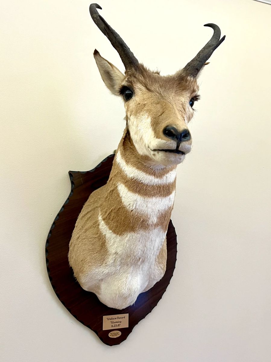 Pronghorn antelope shoulder taxidermy mount