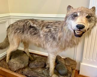 Grey wolf taxidermy mount