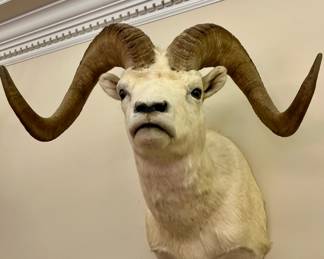 Dall sheep shoulder taxidermy mount